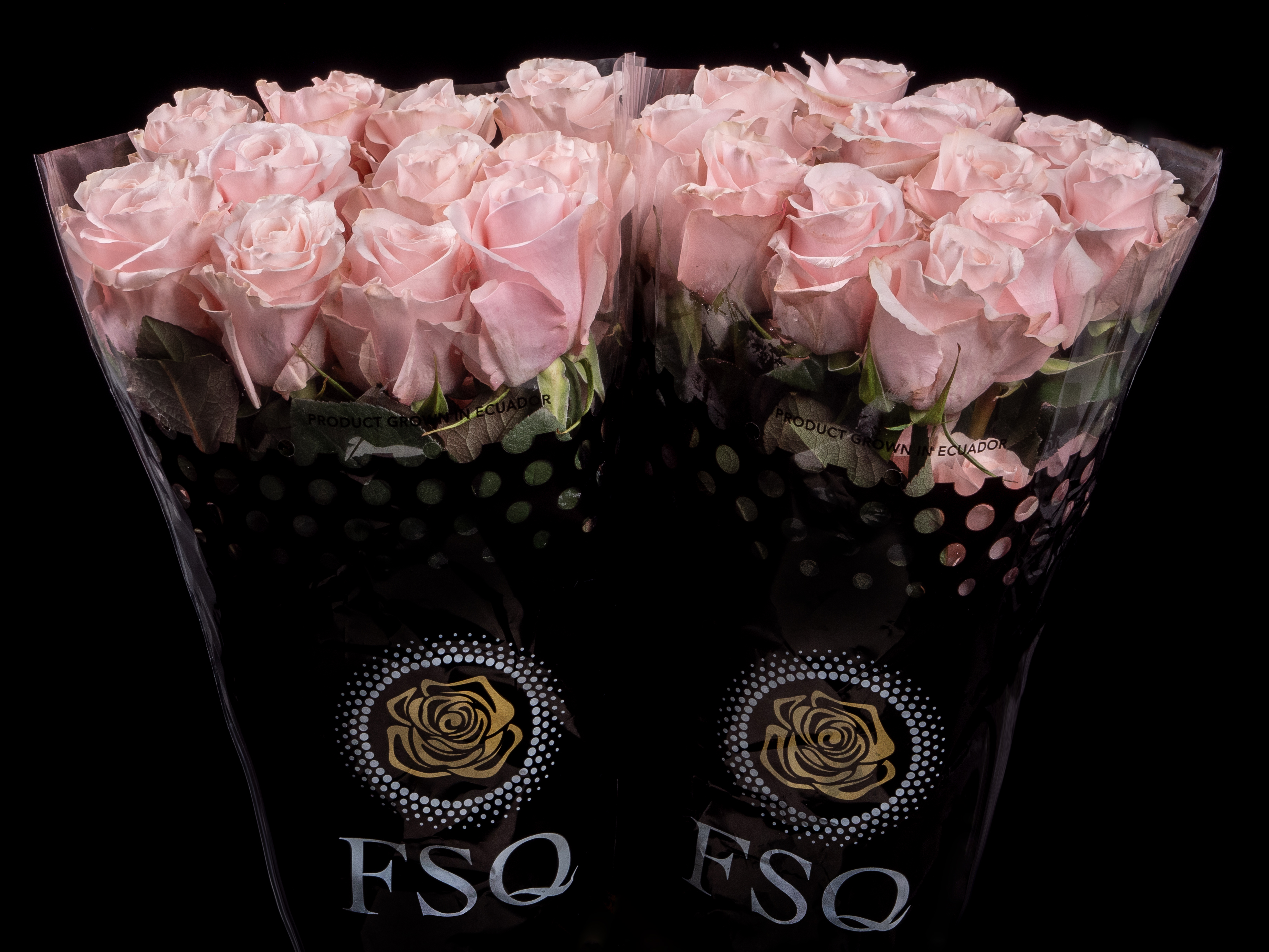 ブライスアウトフイット(roses) SWEET BEAT a Soft Pink rose from Ecuador